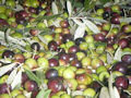 Descrizione delle cultivar dell'olivo.